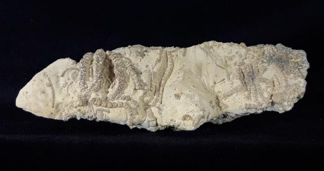 Solanocrinus depressus (ORBIGNY 1850) - Bild &copy; FossNet FossilienStore
